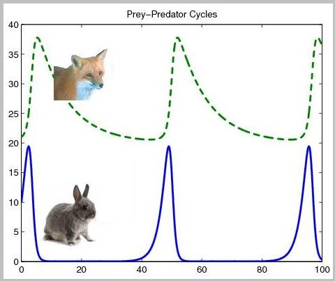 predator-prey model.jpg